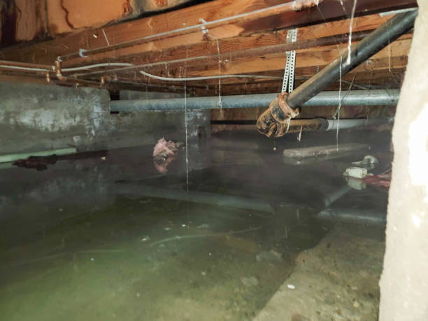 Best Mold removal after water damage  in Caldwell, TX